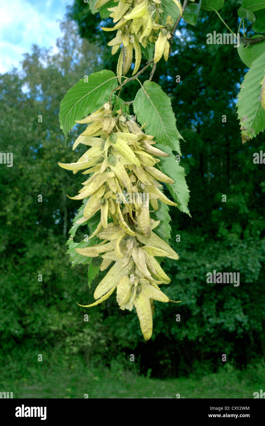 Hornbeam Carpinus betulus Betulaceae Stock Photo