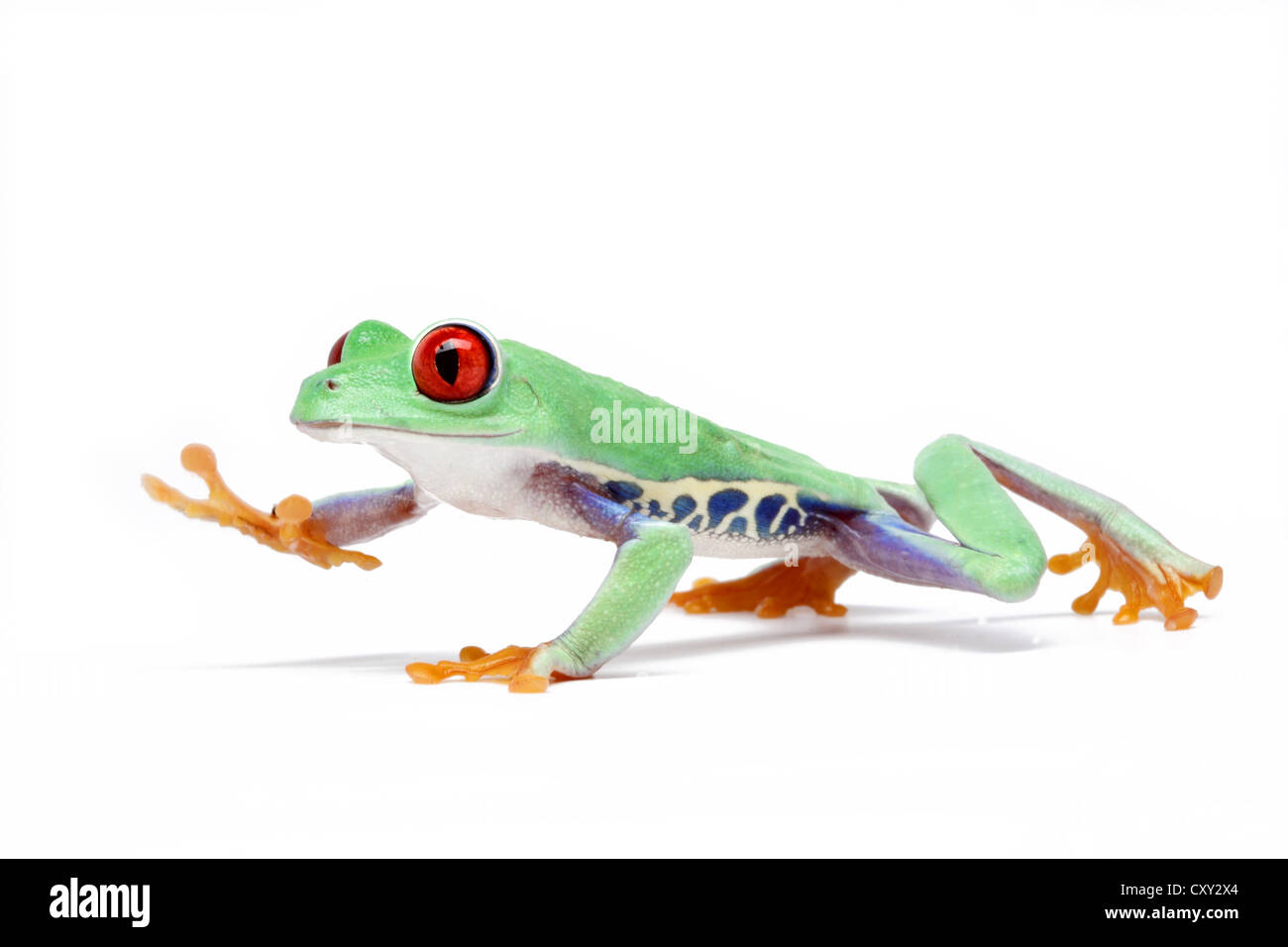 Red-eyed Tree Frog (Agalychnis callidryas) Stock Photo