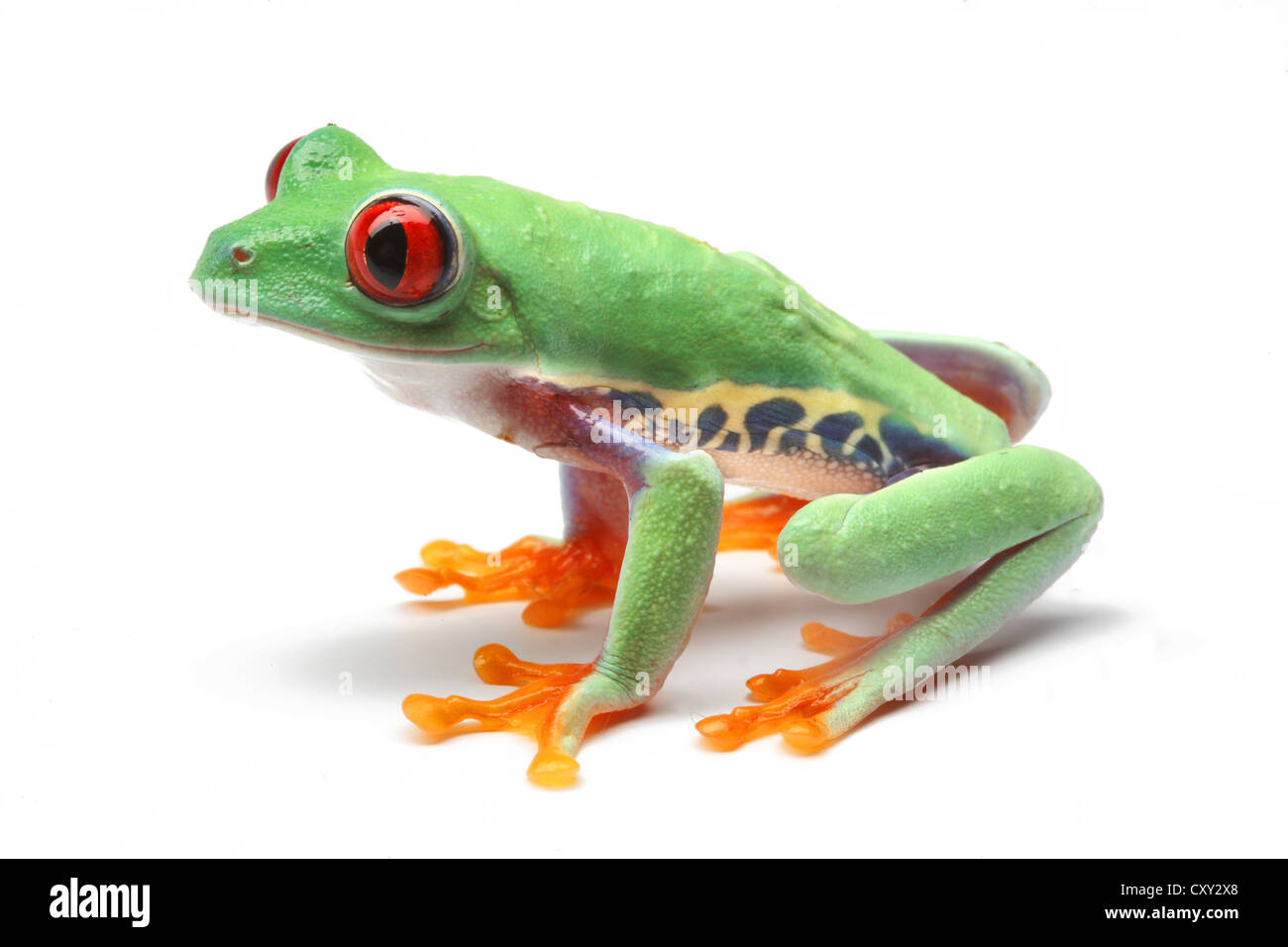 Red-eyed Tree Frog (Agalychnis callidryas) Stock Photo