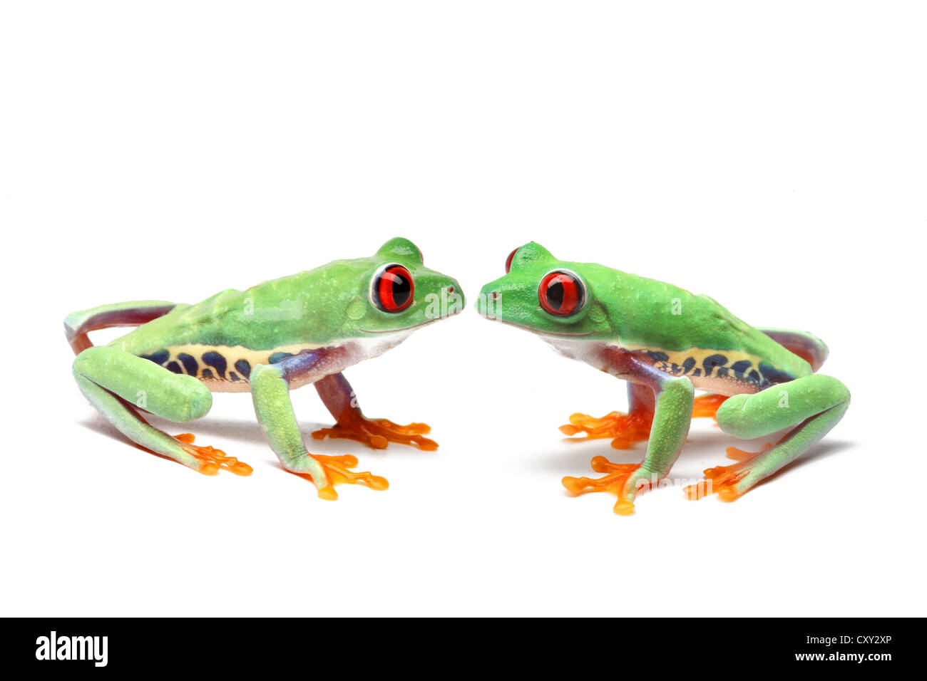 Two Red-eyed Tree Frogs (Agalychnis callidryas) sitting opposite one another Stock Photo