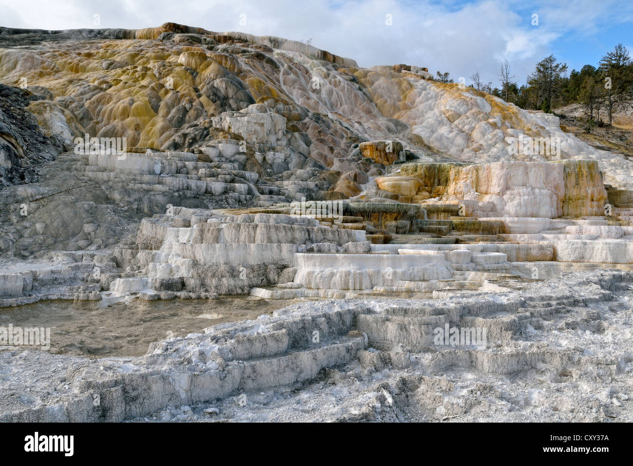 Living Color sinter terraces, coloured by thermophilic bacteria, Lower Terraces Area, Mammoth Hot Springs Stock Photo