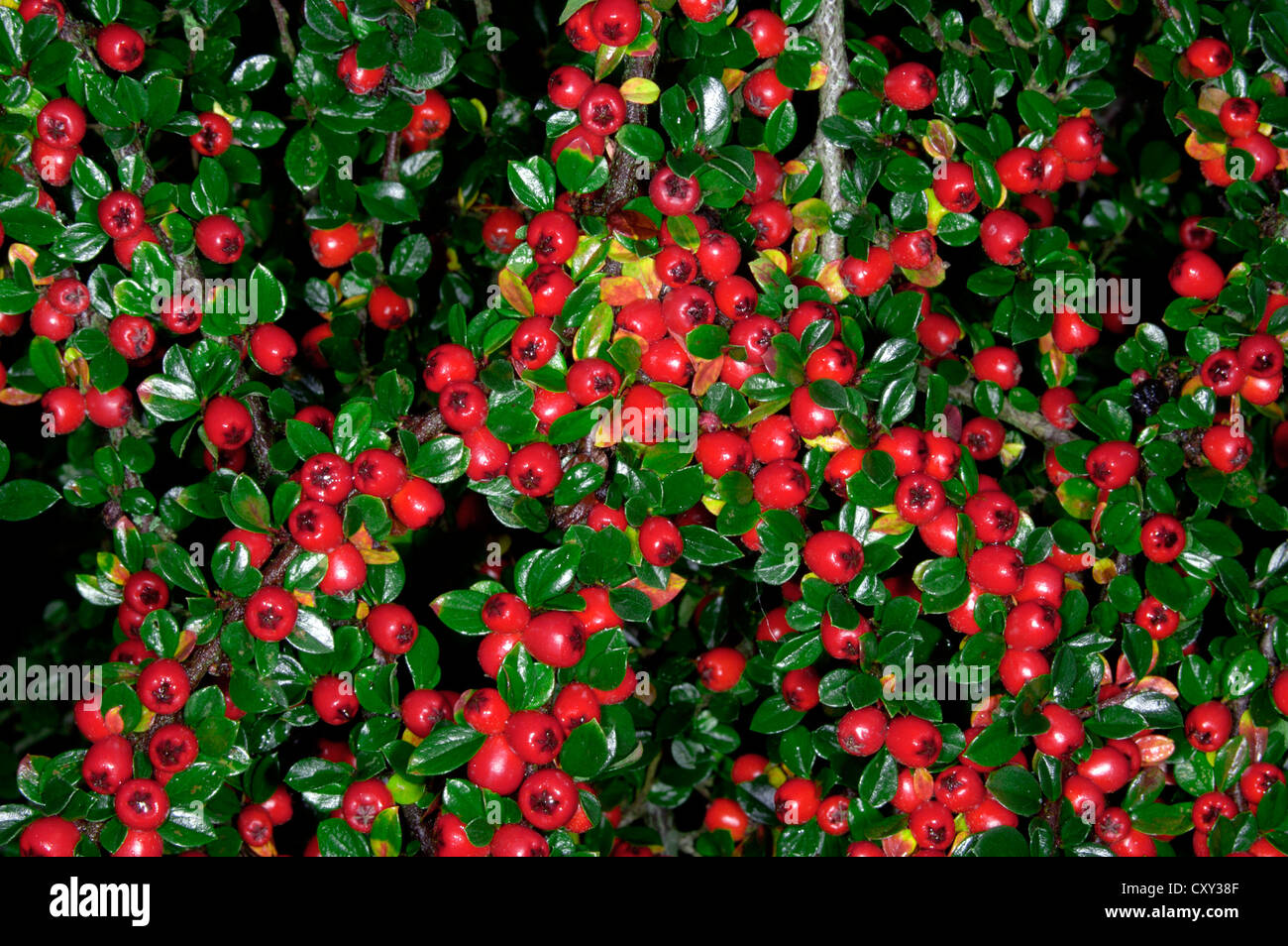 WALL COTONEASTER Cotoneaster horizontalis (Rosaceae) Stock Photo