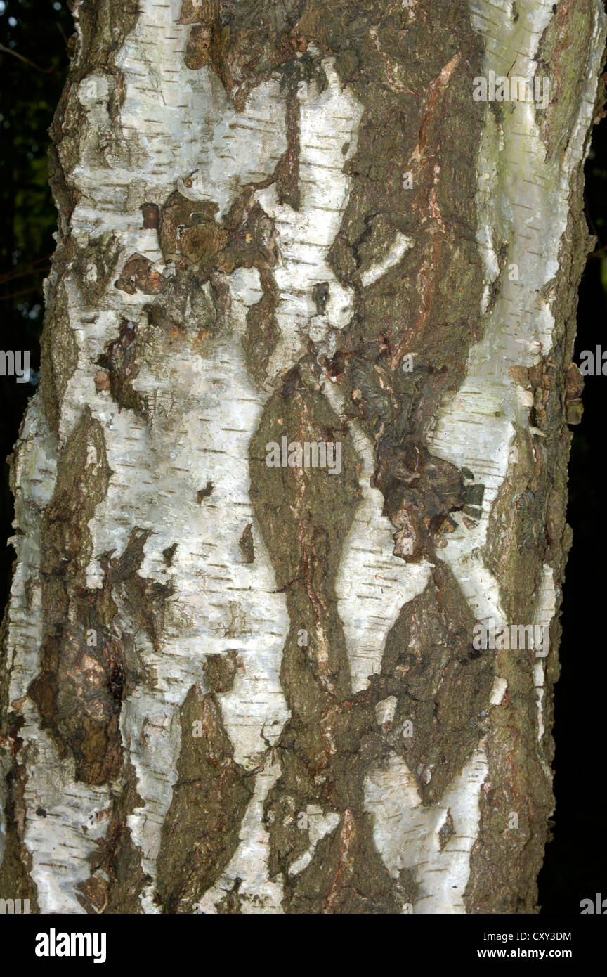 Silver Birch Betula pendula Betulaceae Stock Photo - Alamy