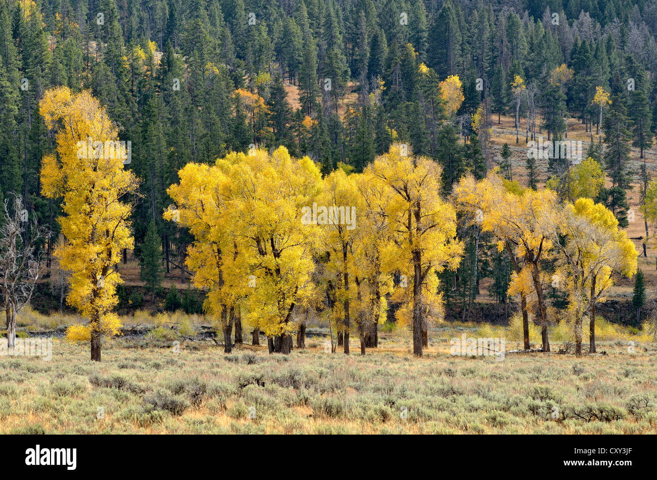 Autumn colored aspen trees and poplar trees (Populus sp.), Lamar Valley, Yellowstone National Park, Wyoming, USA Stock Photo