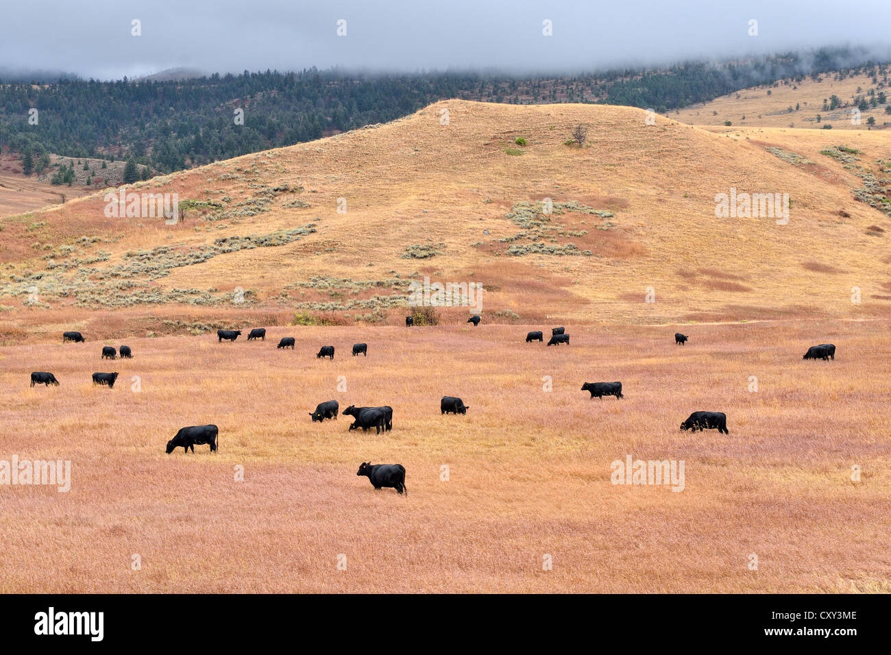 Black cattle grazing, Dead Indian Pass, State Road 296, Wyoming, USA Stock Photo