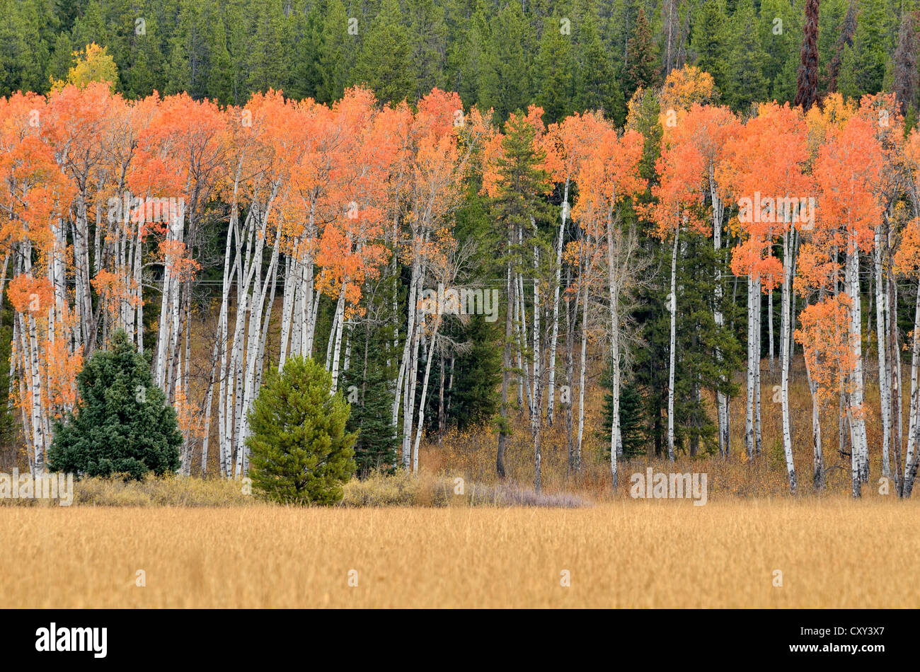 Aspen trees (Populus sp.), John D. Rockefeller Jr. Memorial Parkway, Wyoming, USA Stock Photo