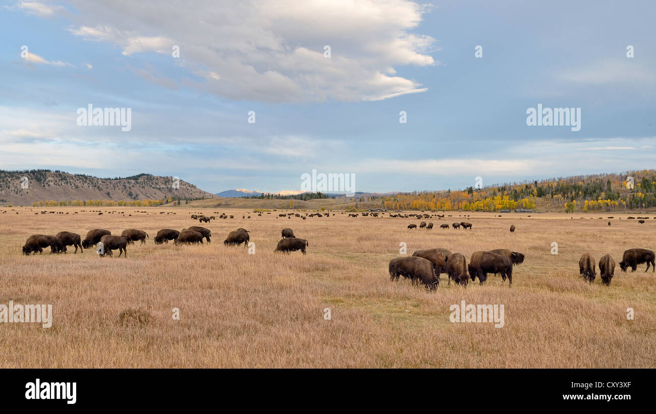 Bison herd (Bison bison), Elk Ranch Flats, Grand Teton National Park