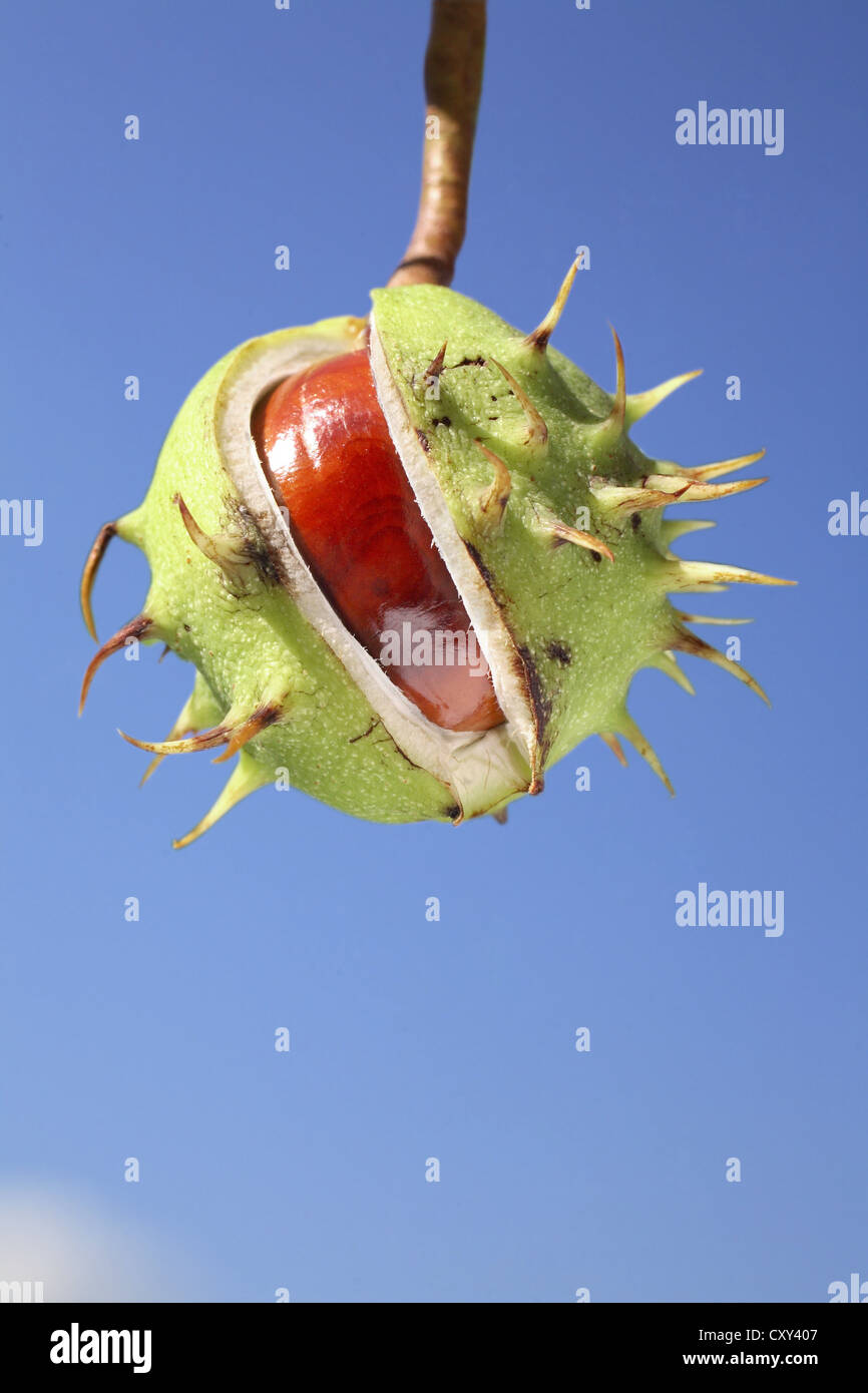 Horse Chestnut (Aesculus hippocastanum), split fruit capsule Stock ...