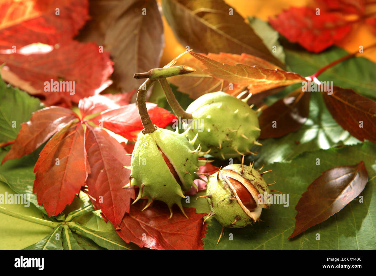 Horse Chestnut (Aesculus hippocastanum), fruit capsules with one split ...