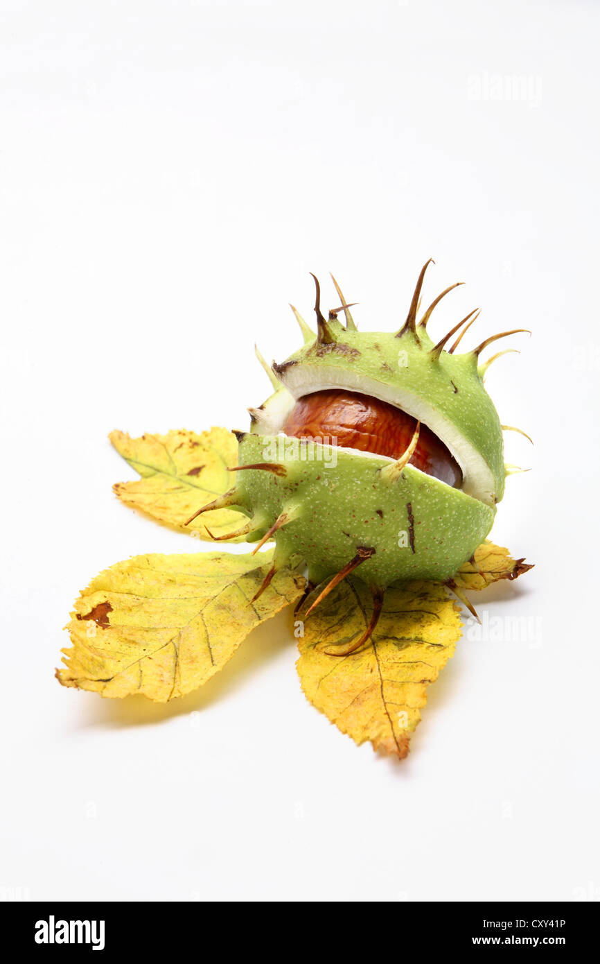 Horse Chestnut (Aesculus hippocastanum), split fruit capsule on an ...