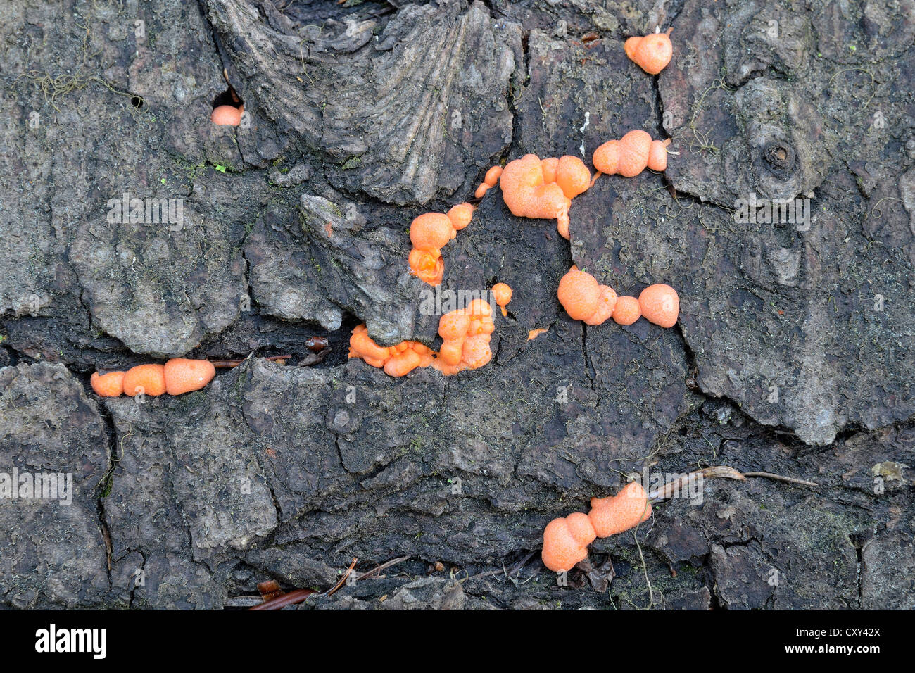Bracket fungi, Farragut State Park, Idaho, USA Stock Photo