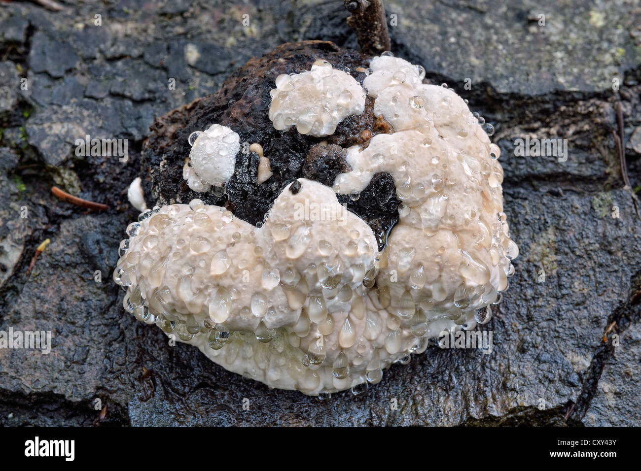 White bracket fungi with water drops, Farragut State Park, Idaho, USA Stock Photo