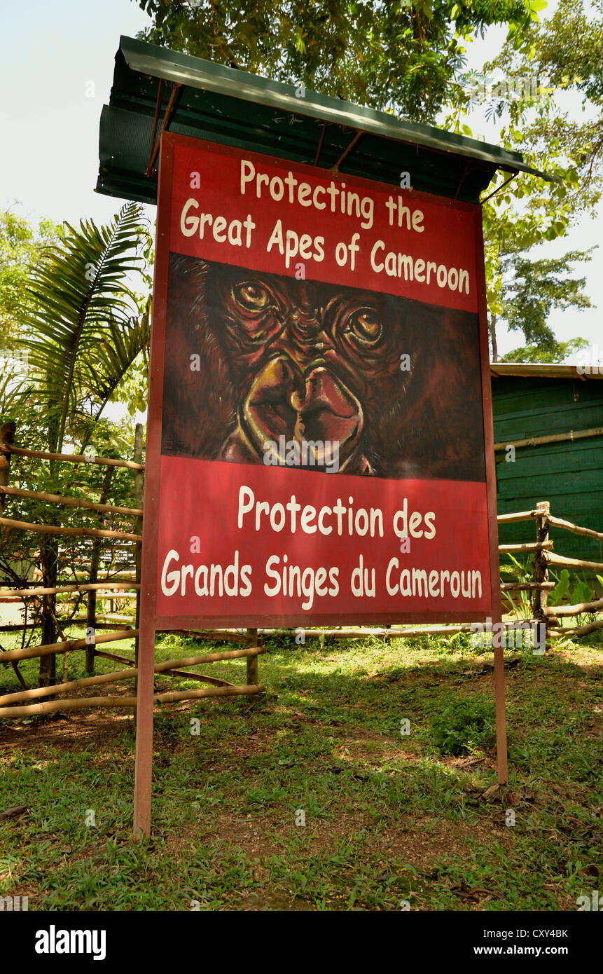 Sign about protecting the great apes, Mefou National Park, near Yaoundé, Cameroon, Central Africa, Africa Stock Photo