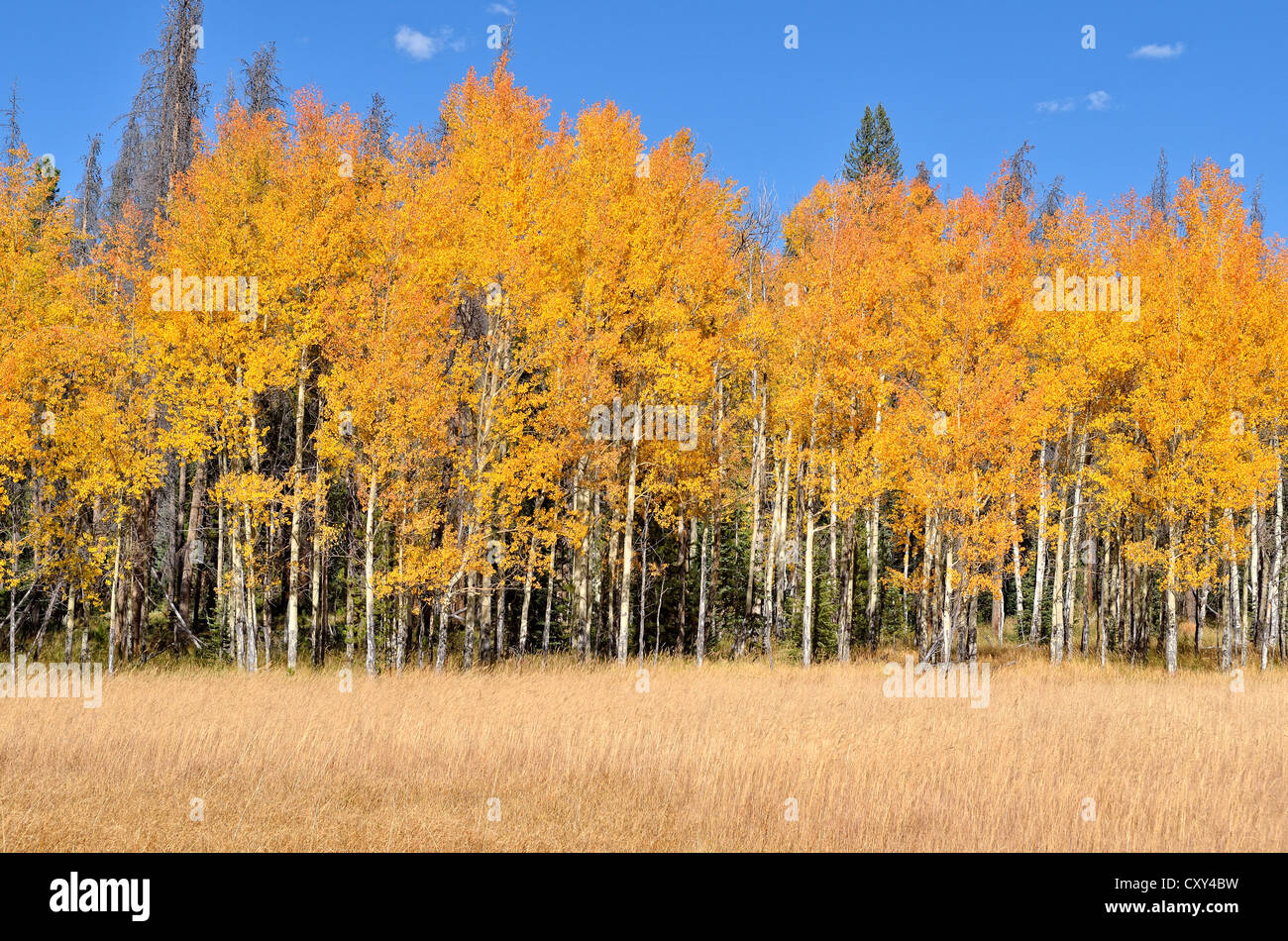 Autumn coloured Quaking Aspen (Populus tremuloides), Kawuneeche Valley, Trail Ridge Road, Rocky Mountain National Park, Colorado Stock Photo