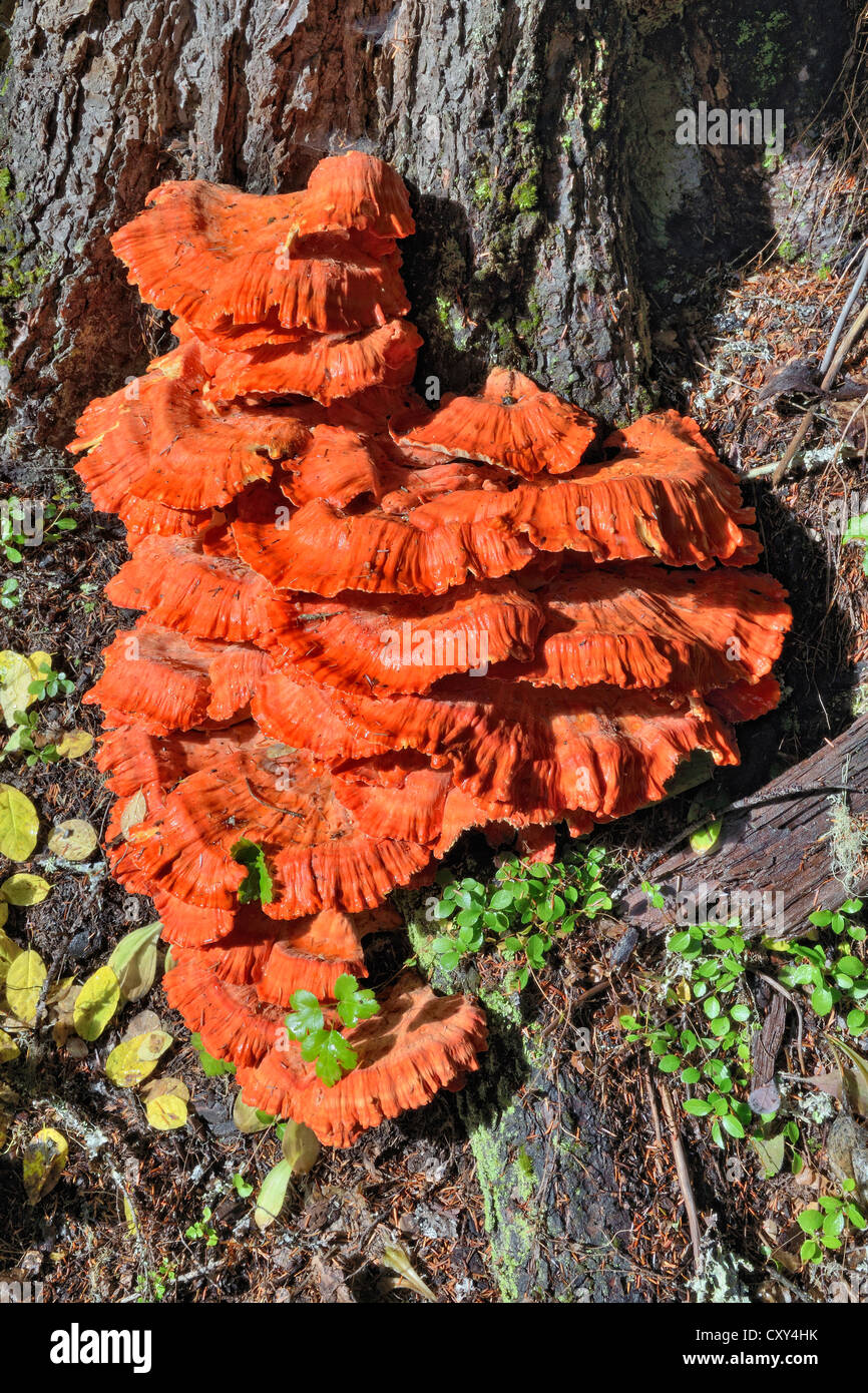 Sulphur Shelf (Laetiporus sulphureus), Coeur d'Alene National Forest, Idaho, USA Stock Photo