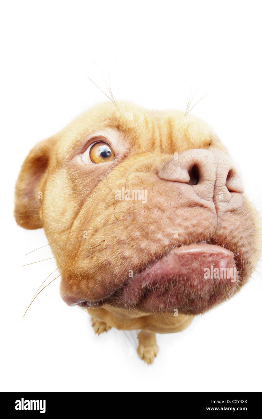 Dogue de Bordeaux, Bordeaux Mastiff or French Mastiff Stock Photo