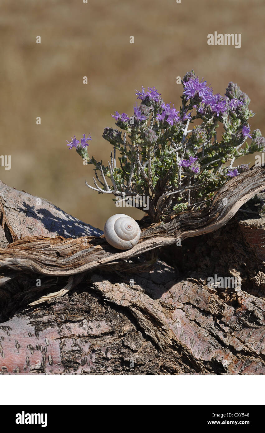 Thyme (Thymus vulgaris), flowering, with the shell of a snail ...