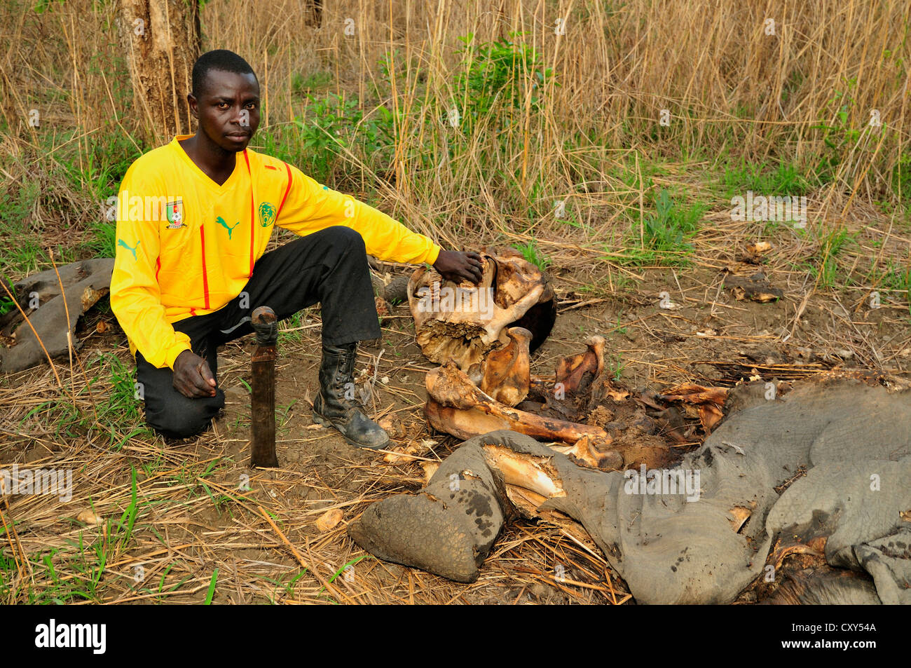 Ranger next to one of the elephants killed by Sudanese poachers on 5 March 2012, Bouba-Ndjida National Park, Cameroon Stock Photo
