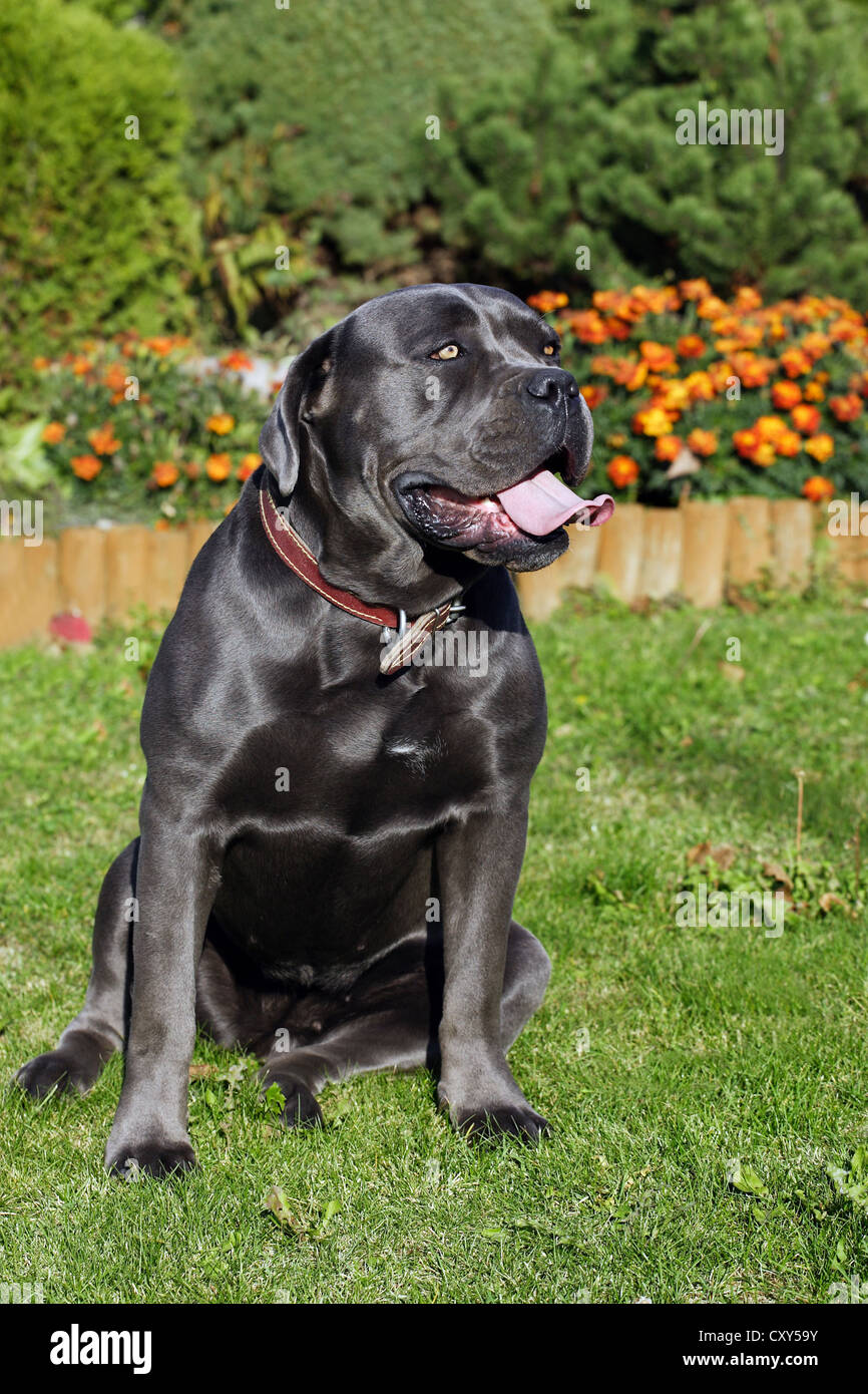 Cane Corso Images – Browse 9,999 Stock Photos, Vectors, and Video