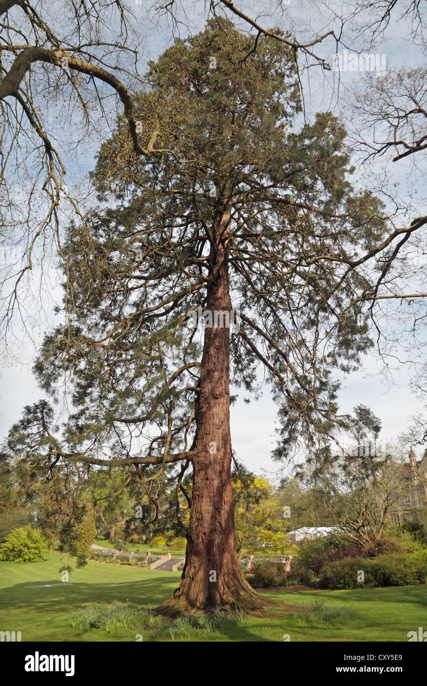 A Sierra Redwood in the arboretum at the Four Pillars Tortworth Court four star luxury hotel, South Gloucestershire, UK. Stock Photo