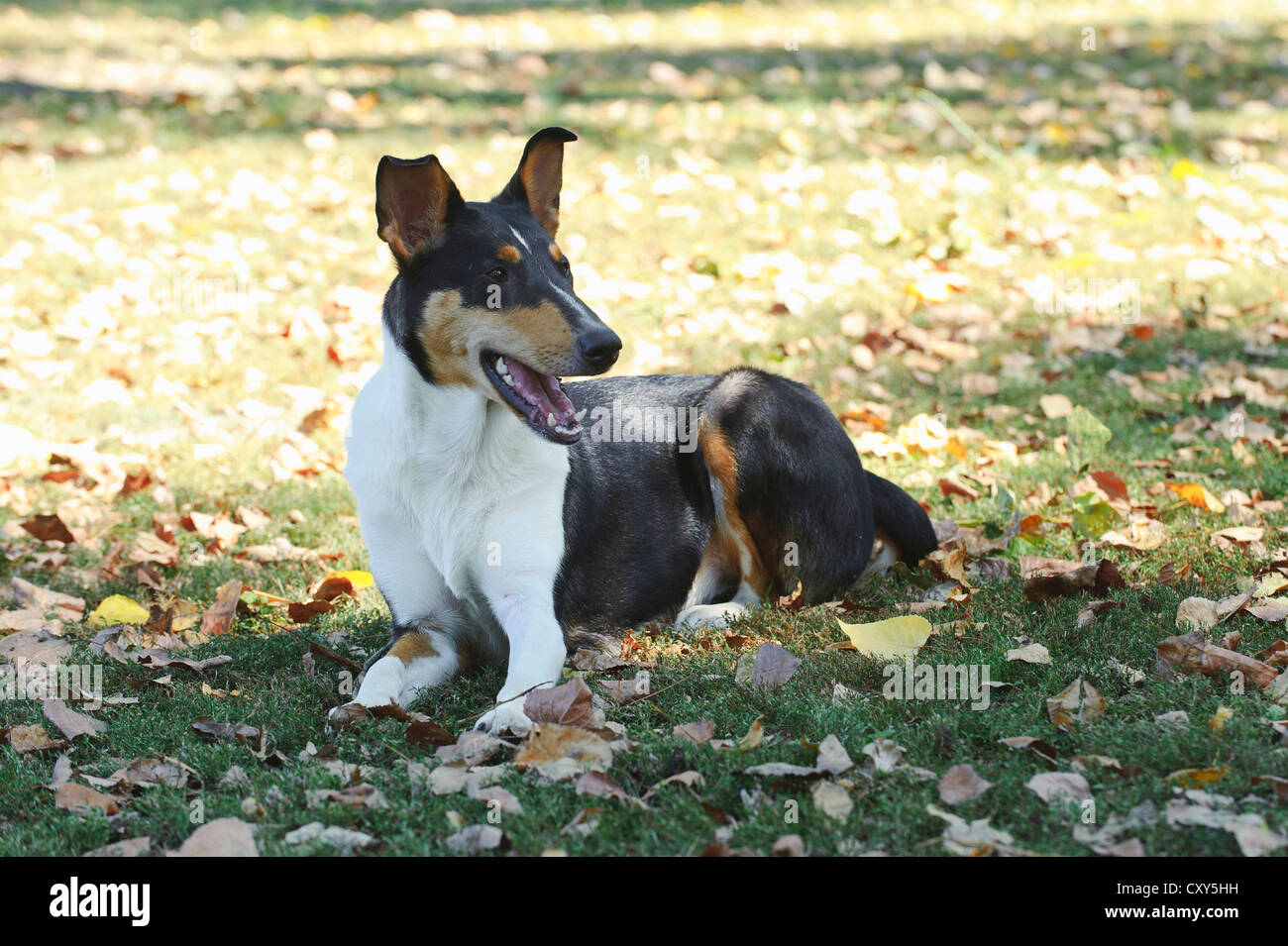 Smooth Collie dog in autumn scenery Stock Photo