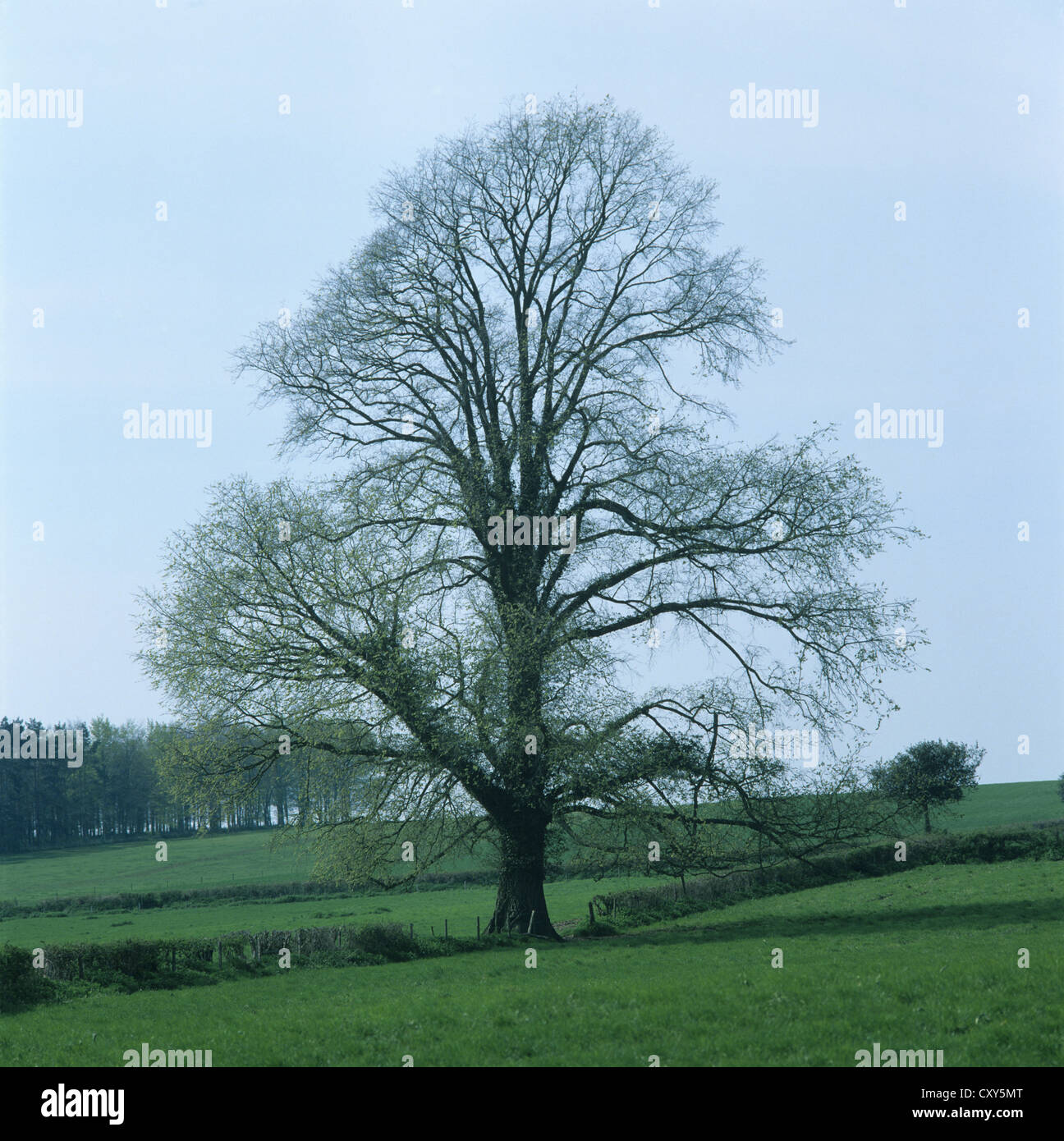 English elm tree field hires stock photography and images Alamy