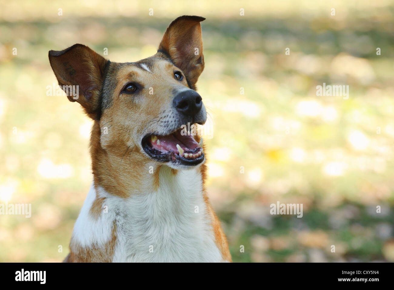 Smooth Collie dog in autumn scenery Stock Photo