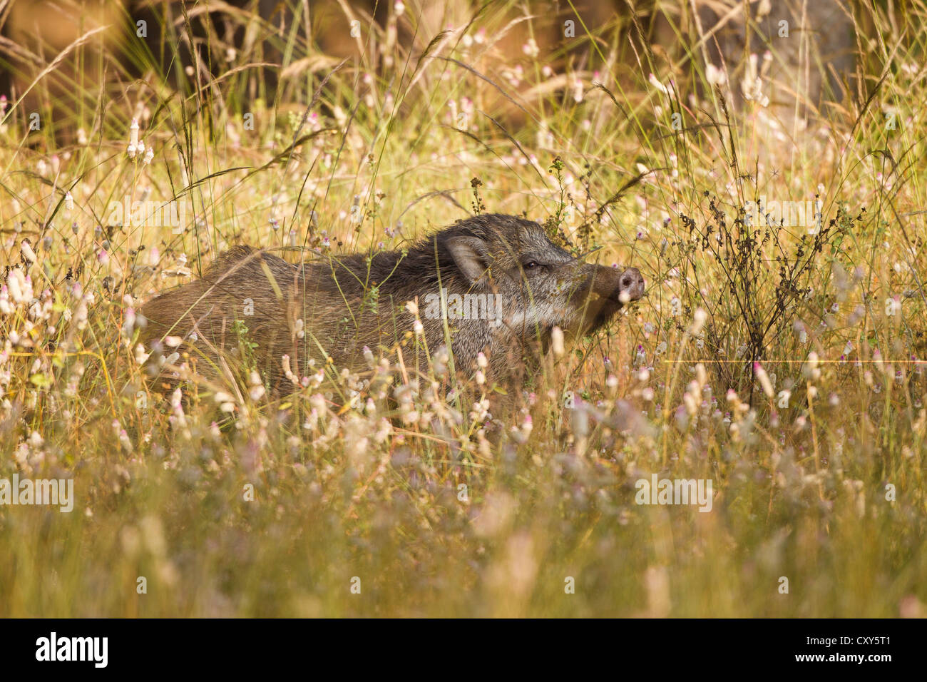Indian Wild boar walking through the Tala zone in Bandhavgarh National Park, sniffing the wild flowers in the meadow on the edge of the forest Stock Photo