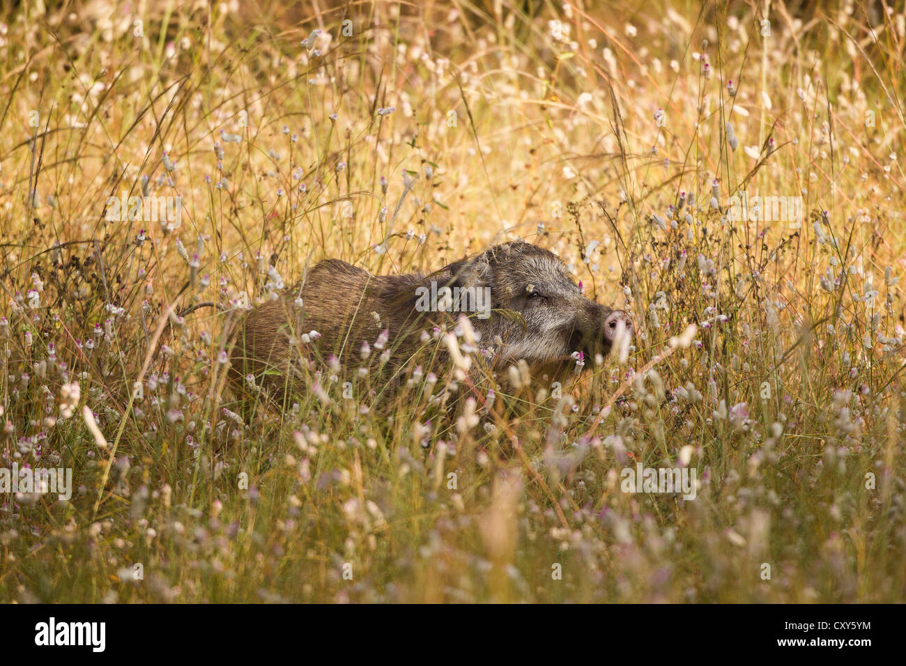 Indian Wild boar walking through the Tala zone in Bandhavgarh National Park, sniffing the wild flowers in the meadow on the edge of the forest Stock Photo