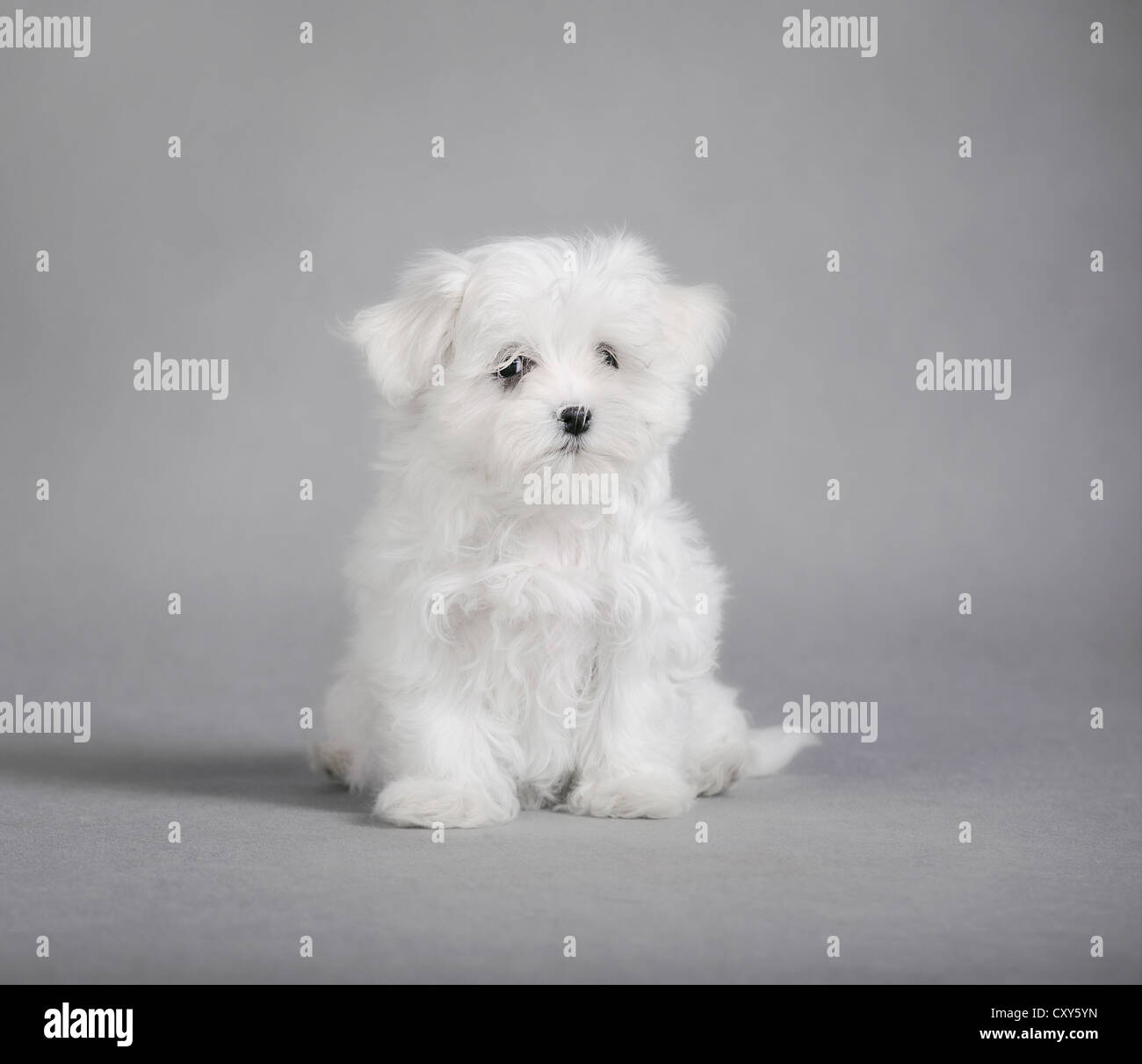 Maltese dog puppy Stock Photo