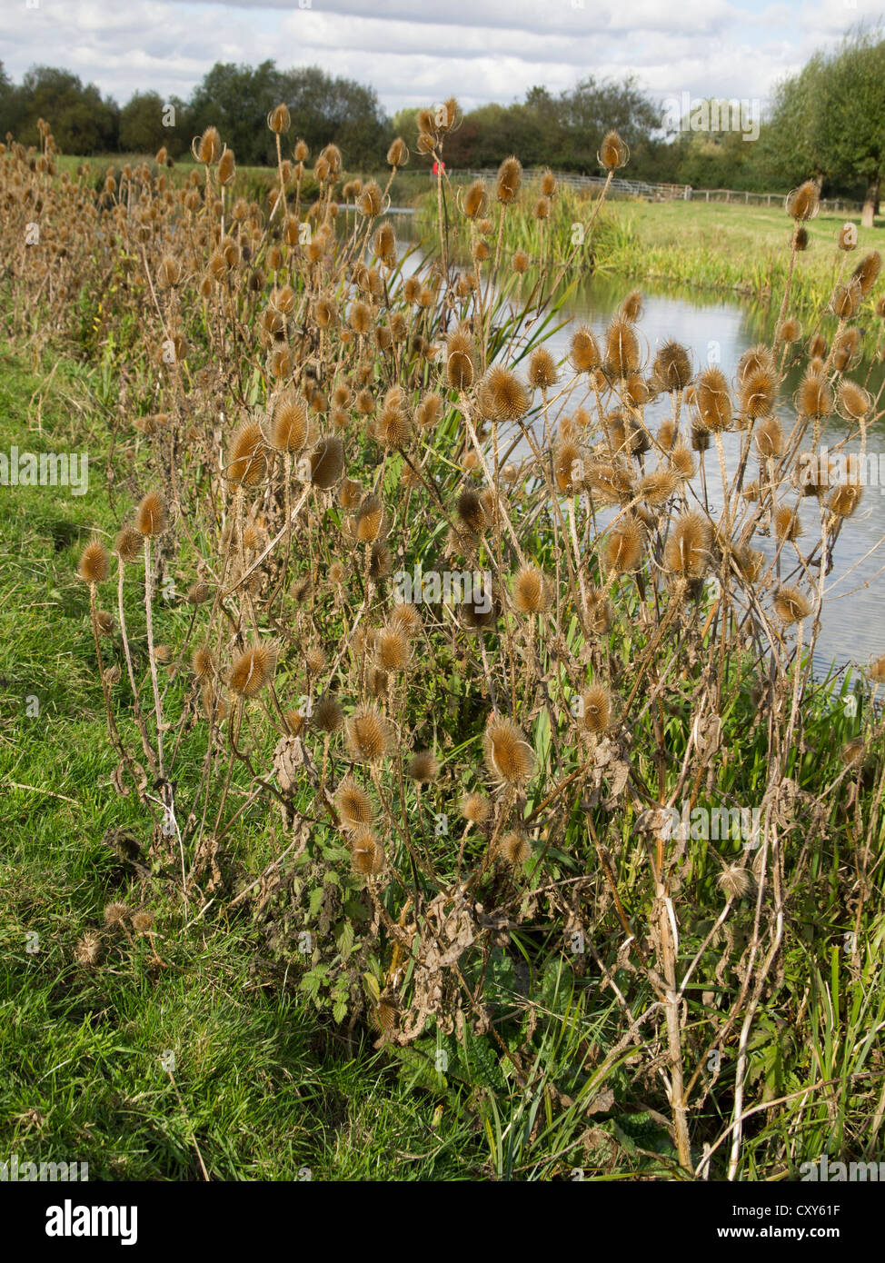 Large numbers of dead wild thistles next to a river. Stock Photo