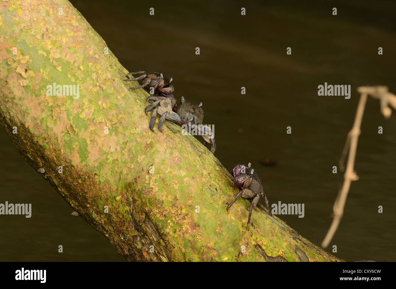 beautiful Meder's Mangrove crabs (Sesarma mederi) climbing on tree to escape from water Stock Photo