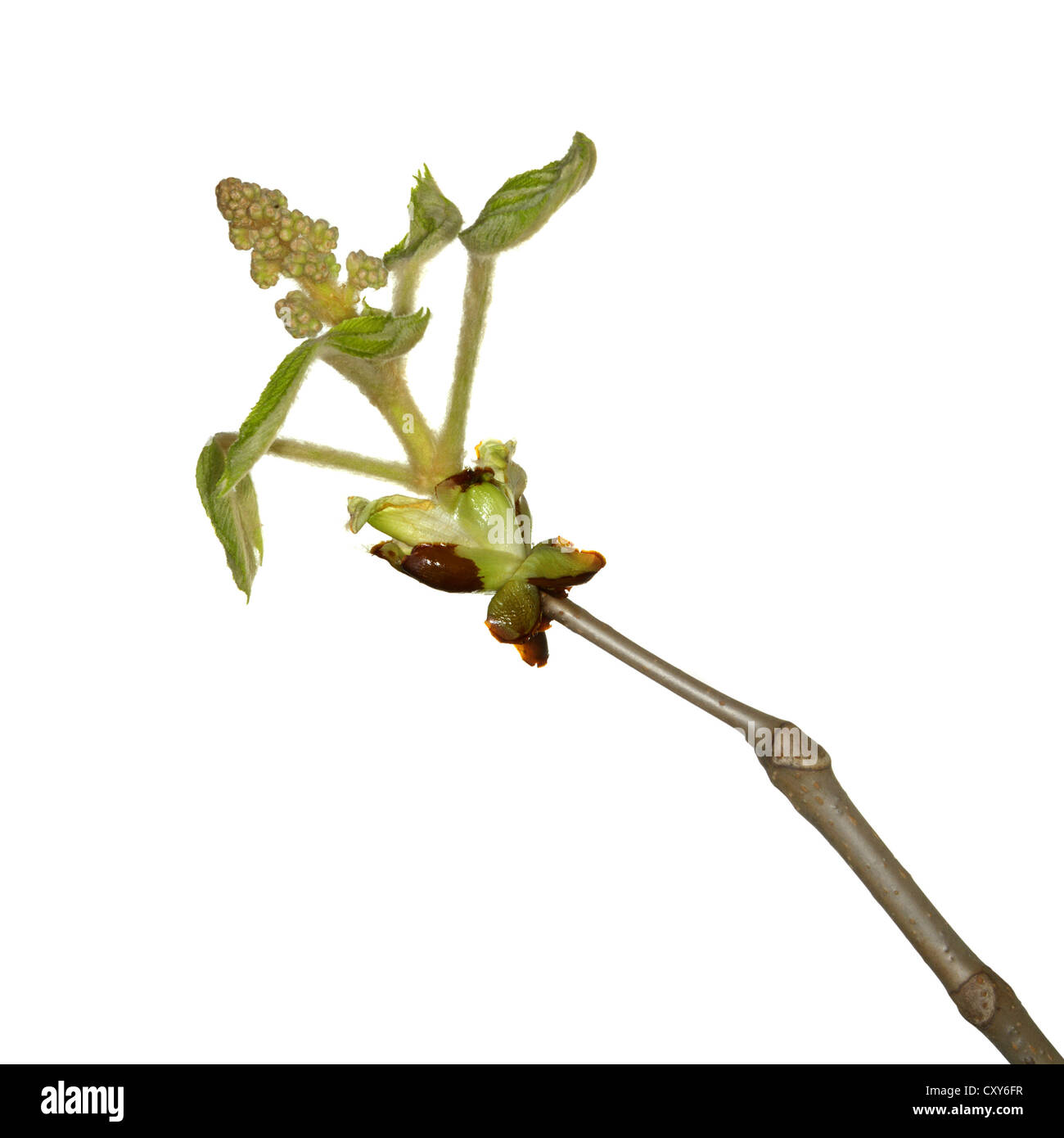 Big horse chestnut tree hi-res stock photography and images - Alamy