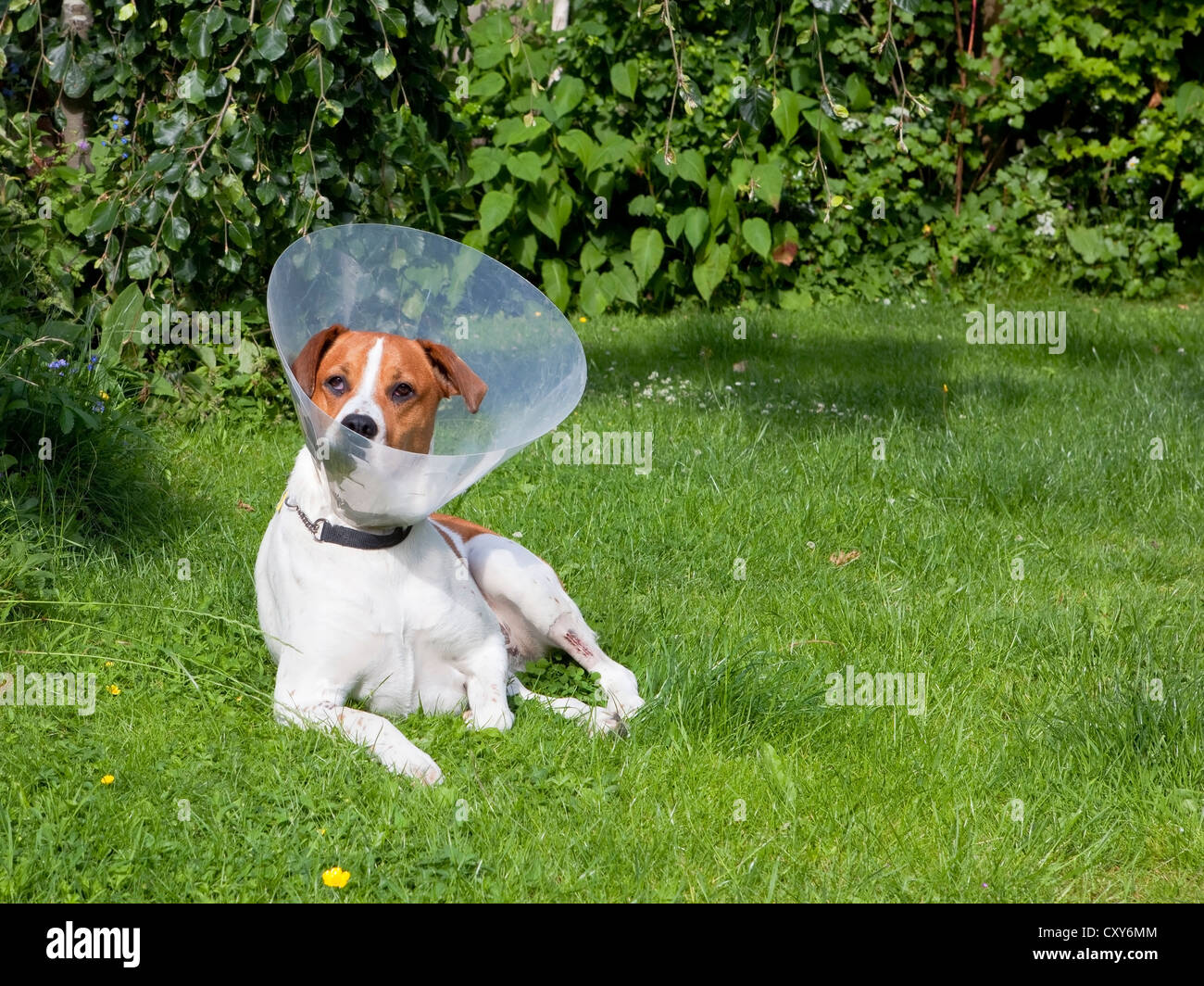 A cute brown and white dog wearing a protective plastic cone while recovering from an operation relaxes in a leafy garden Stock Photo
