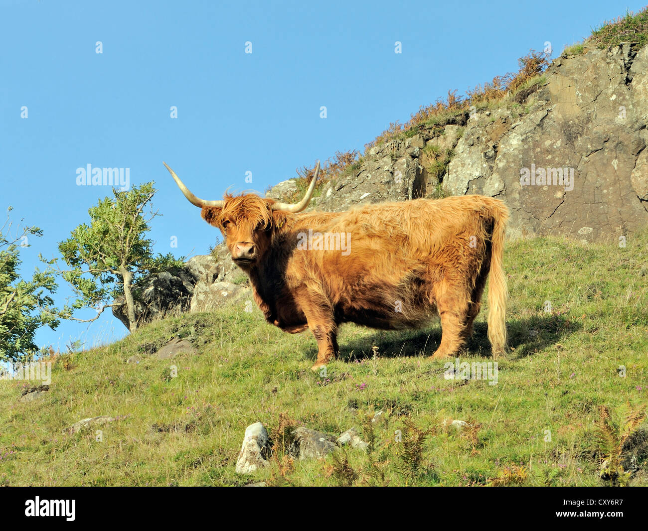 Highland cow isle mull scotland hi-res stock photography and images - Alamy