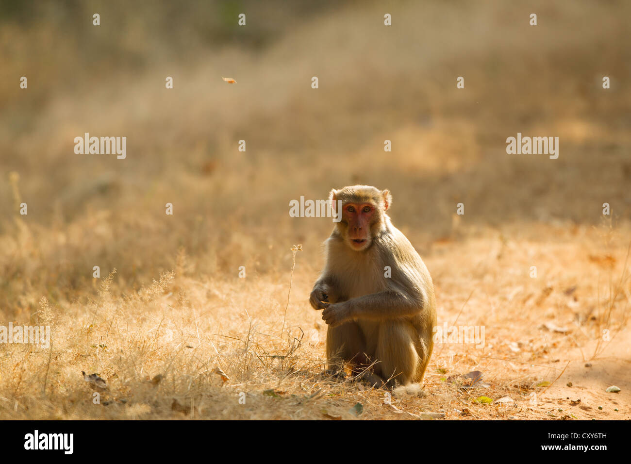 rhesus macaque on the ground in the meadow on the edge of the forest Stock Photo
