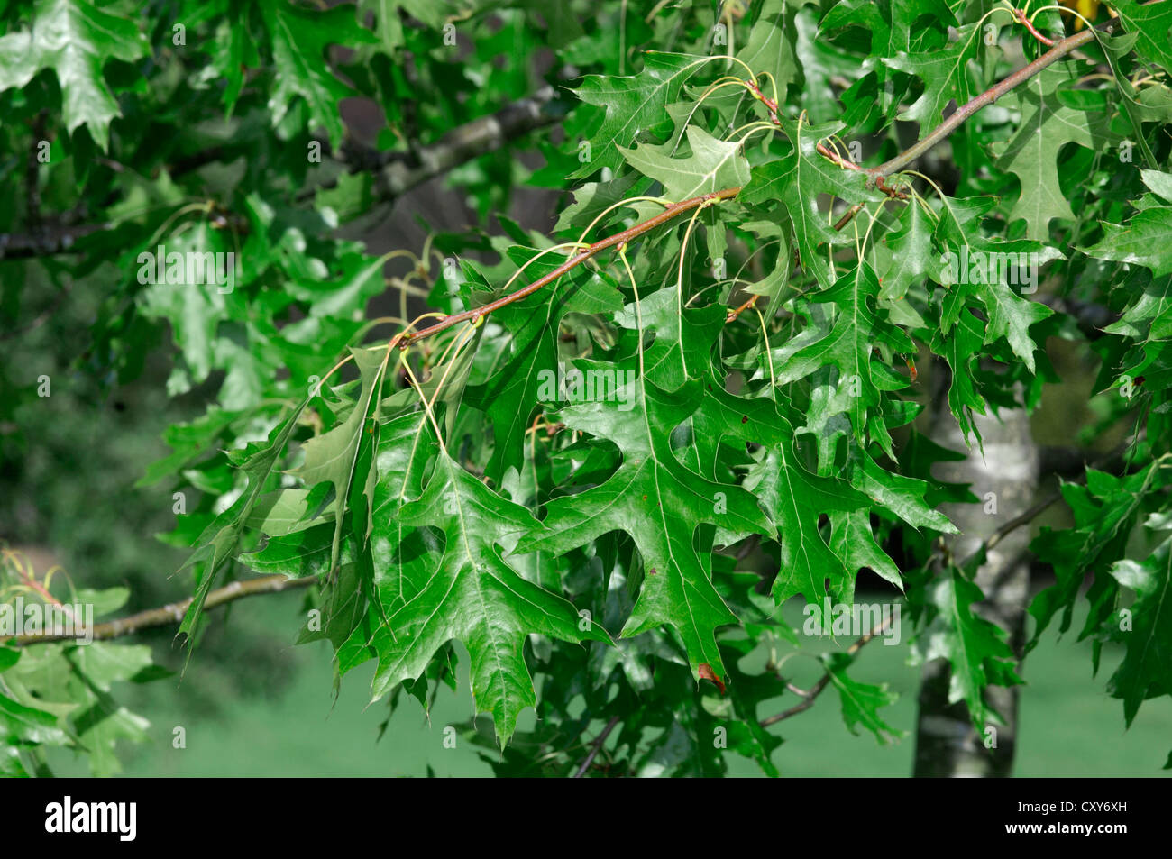 feuille de Quercus palustris