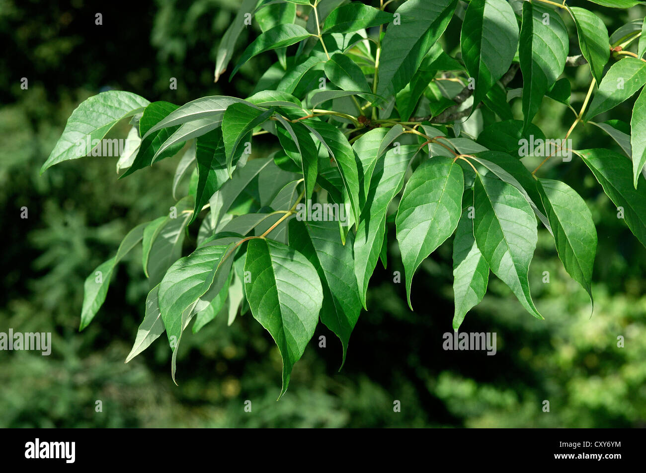 White Ash Fraxinus americana (Oleaceae) Stock Photo