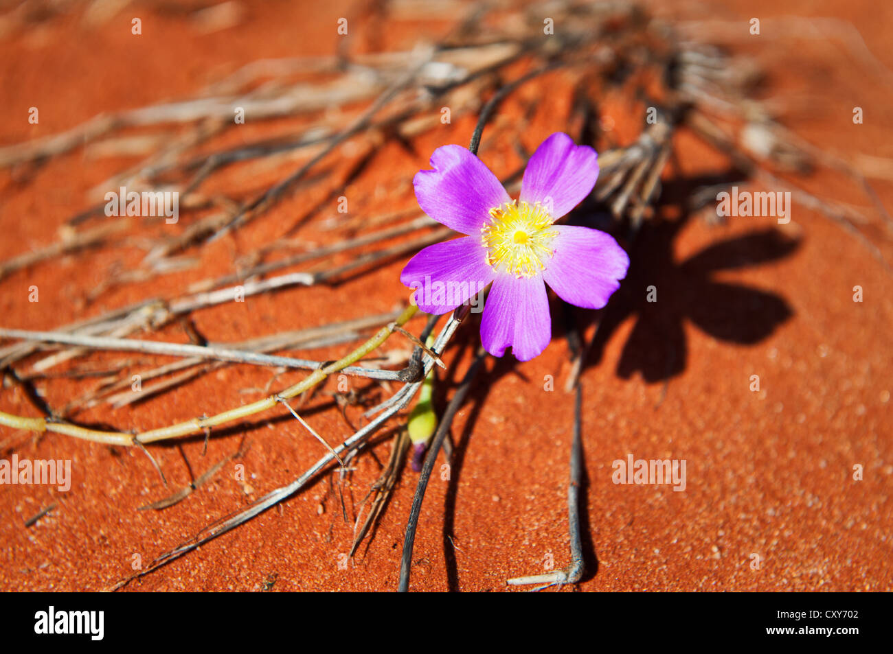 Broad-Leaf Parakeelya blossom on red desert sand. Stock Photo