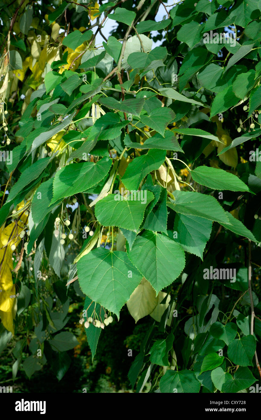 White Basswood Tilia heterophylla Stock Photo Alamy