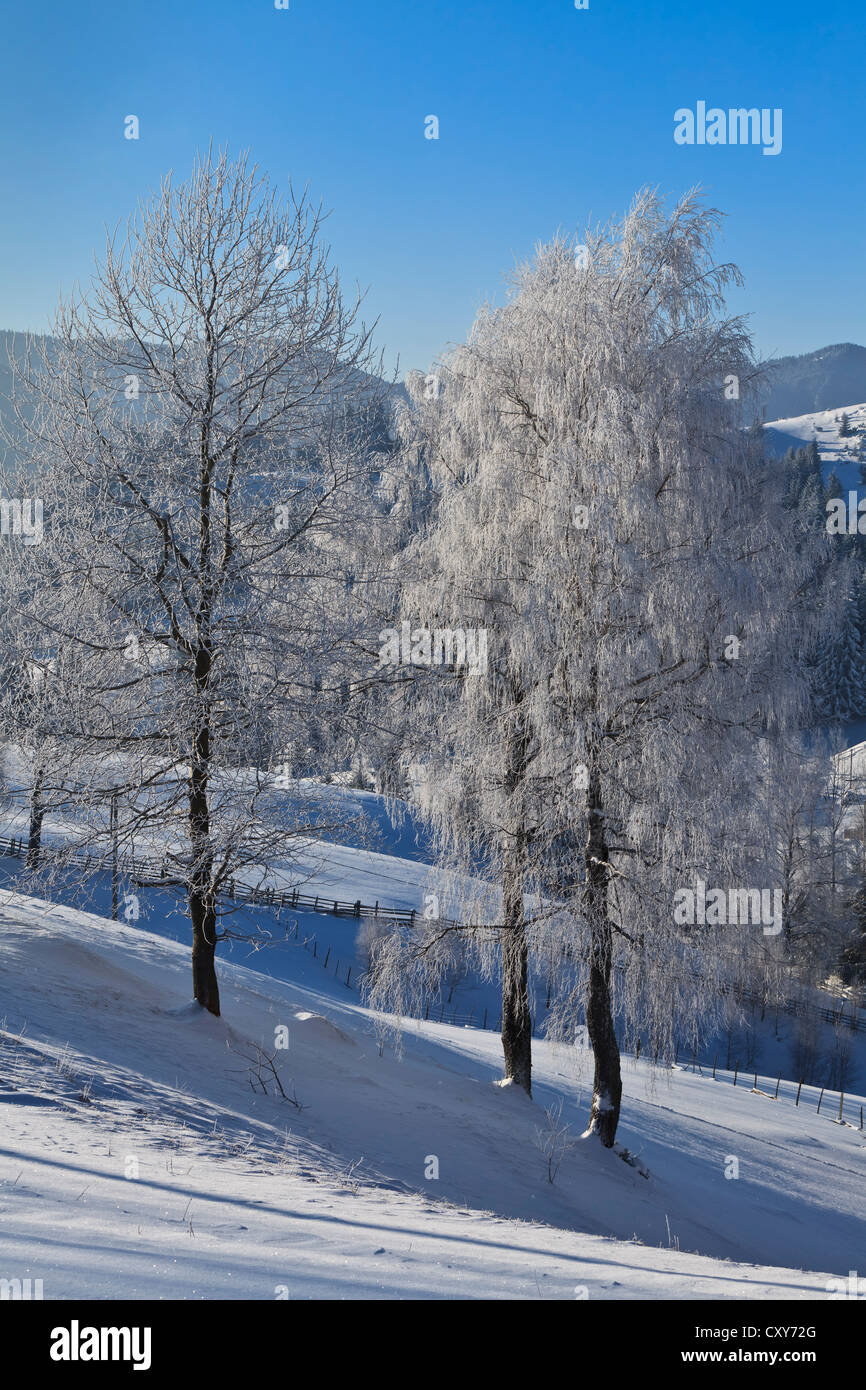 trees on a snowy field Stock Photo - Alamy