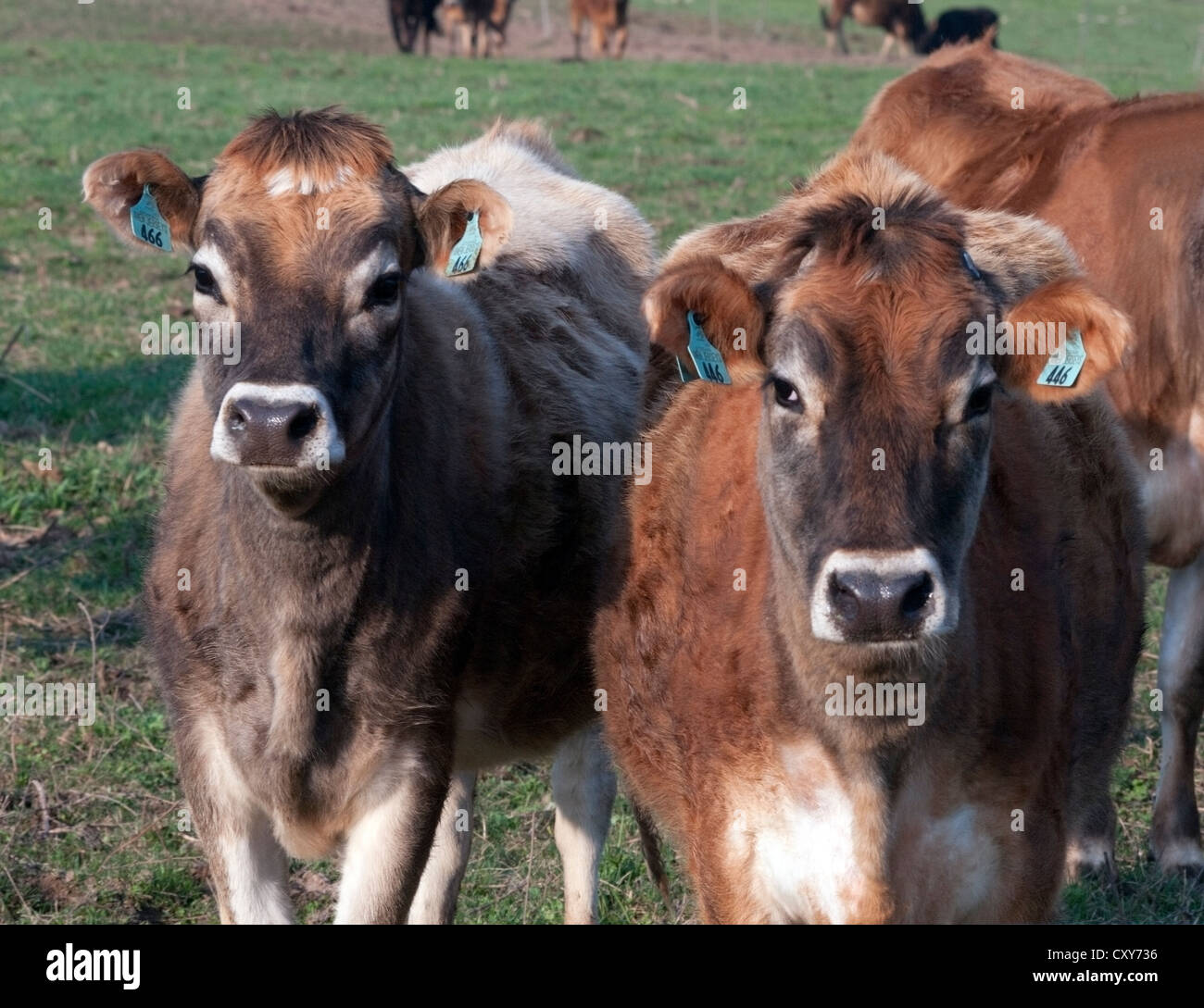 Jersey cattle hires stock photography and images Alamy