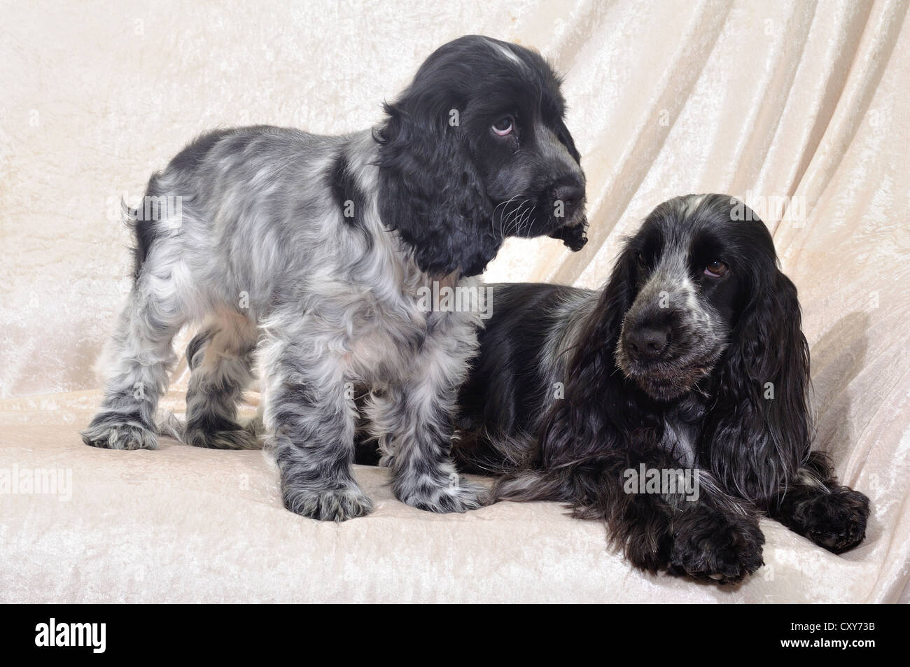 Mother and puppy Roan Cocker Spaniels Stock Photo