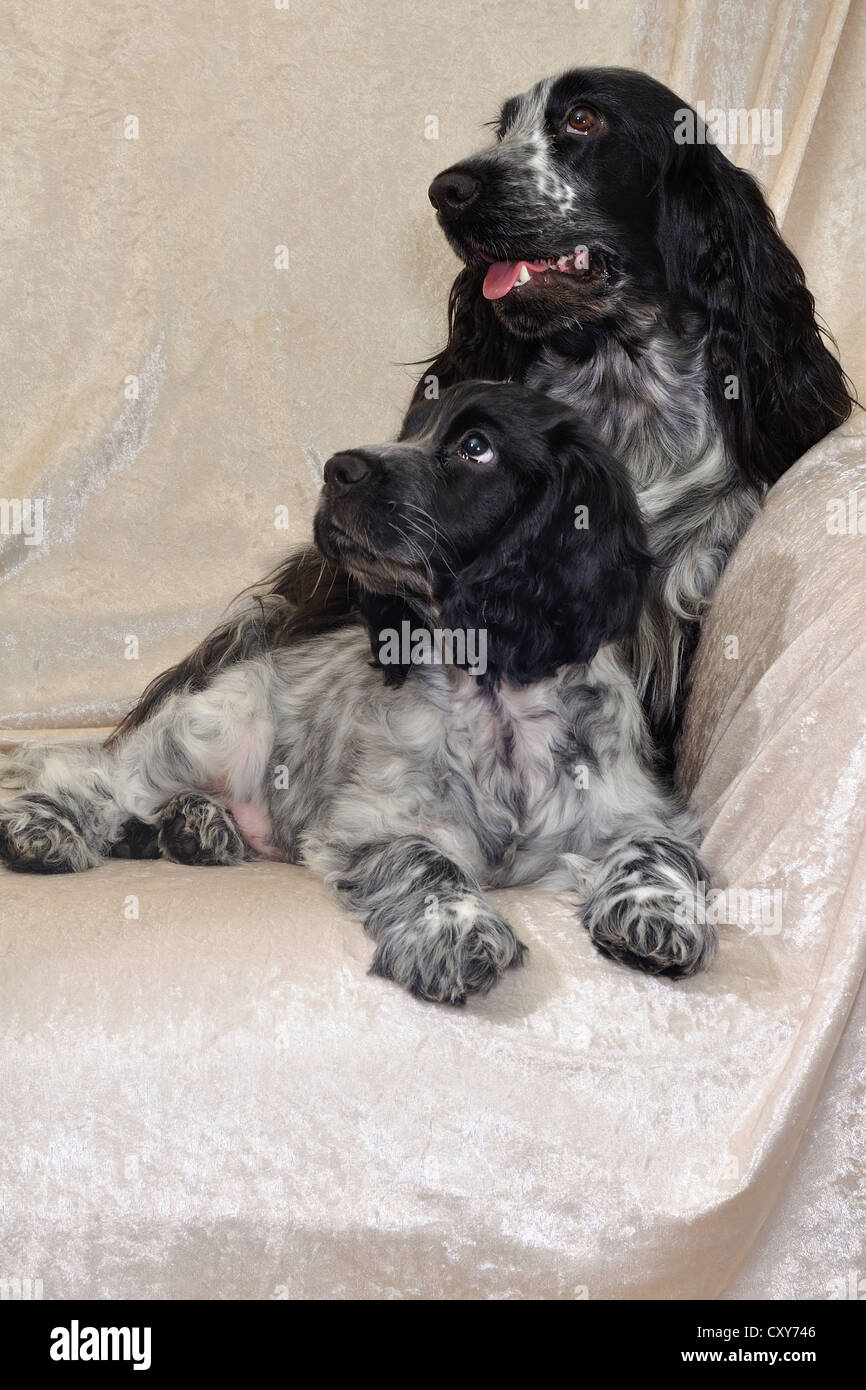 Mother and daughter Roan cocker spaniels led on a sofa Stock Photo
