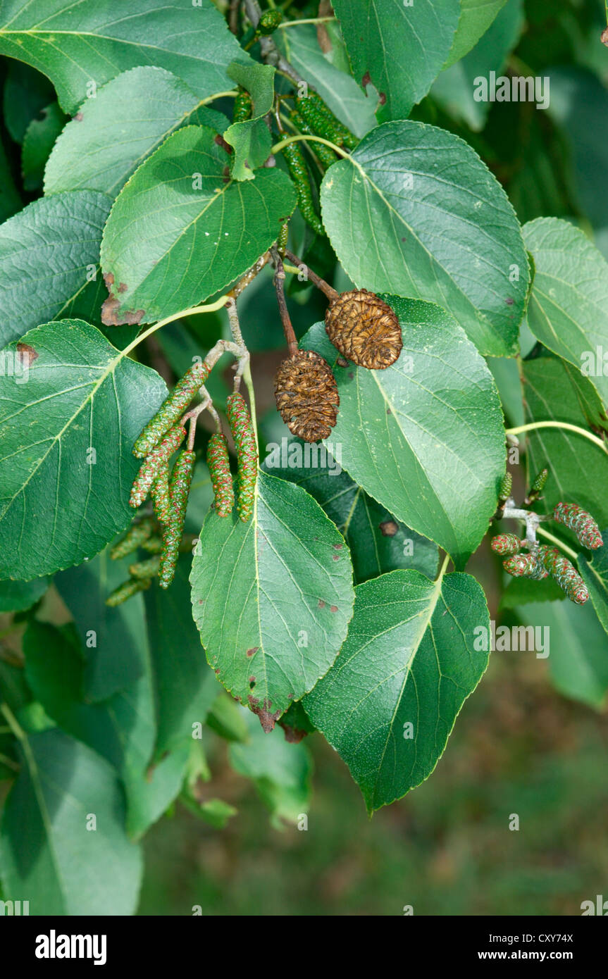 Italian Alder Alnus cordata (Betulaceae) Stock Photo