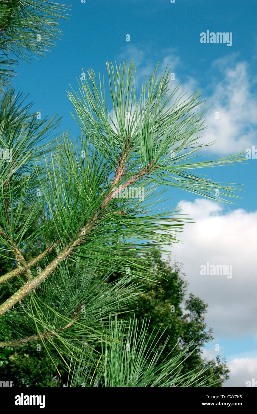 Jeffrey Pine Pinus jeffreyi Stock Photo