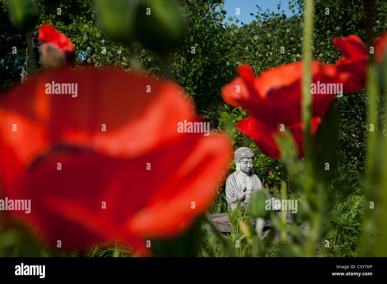 A Buddha statue in a summer garden containing red poppies in upstate New York, USA. Stock Photo
