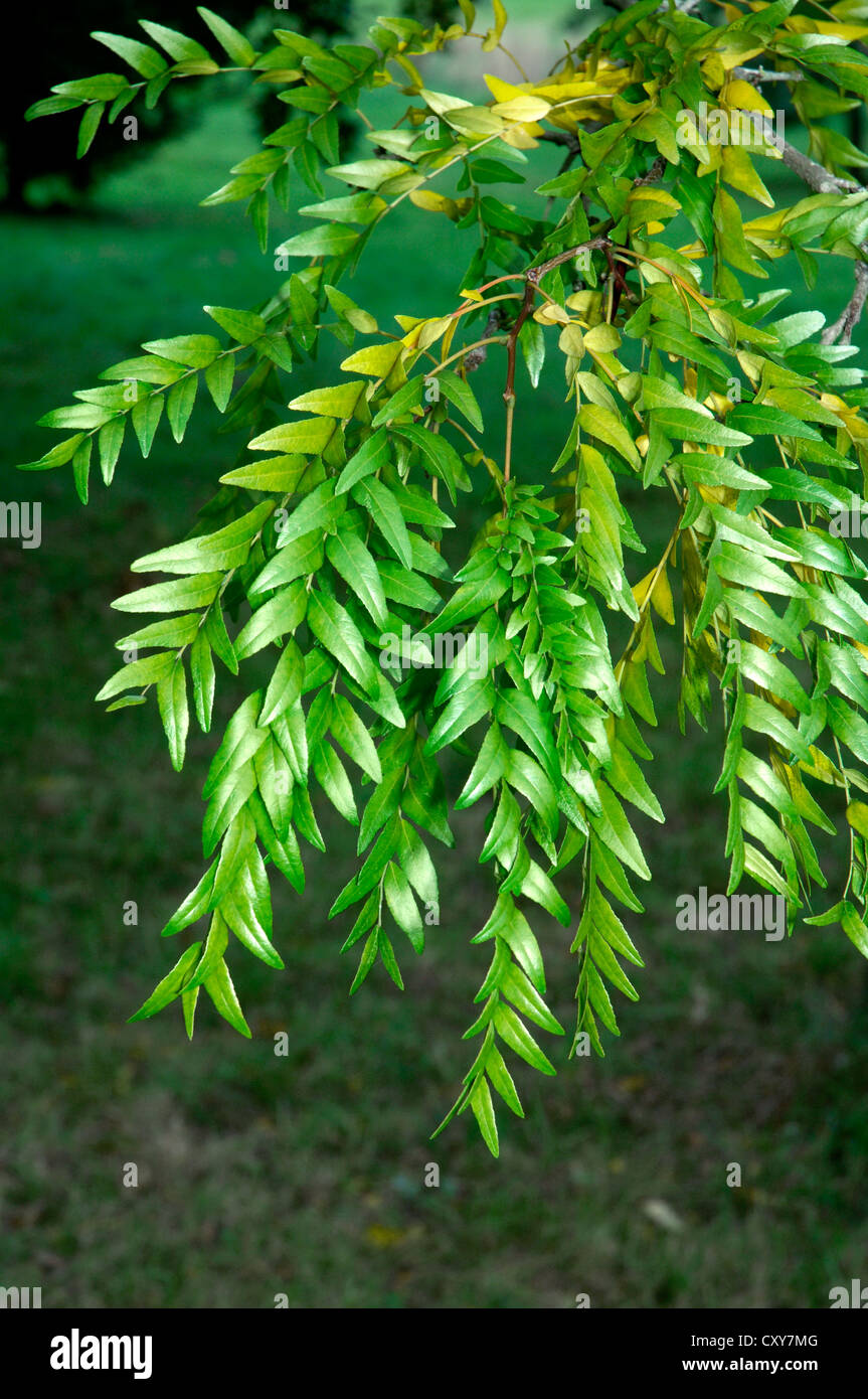 Honey Locust Gleditsia triacanthos (Fabaceae) Stock Photo