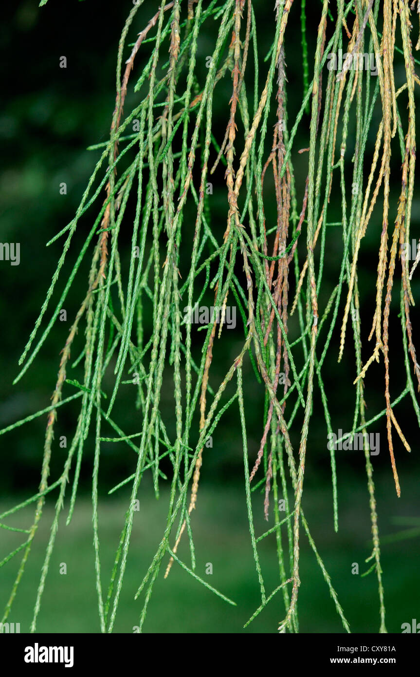 Sawara Cypress Chamaecyparis pisifera (Cupressaceae) Stock Photo
