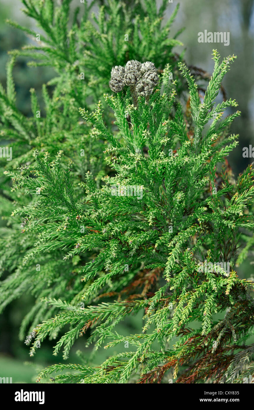 Japanese Red-cedar Cryptomeria japonica (Taxodiaceae) Stock Photo
